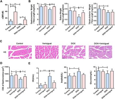 Frontiers Stimulation Of Soluble Guanylate Cyclase By Vericiguat